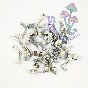 Cogumelos desidratados Gepeto - amostra etnobotânica (10g)