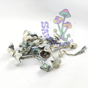 Cogumelos desidratados Gepeto - amostra etnobotânica (5g)