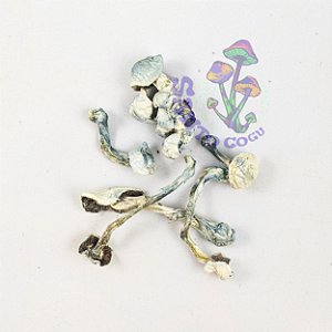 Cogumelos desidratados Gepeto - amostra etnobotânica (3g)