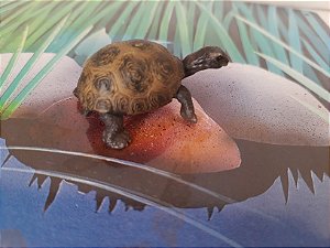 Miniatura de vinil Schleich de tartaruga  5 cm de comprimento
