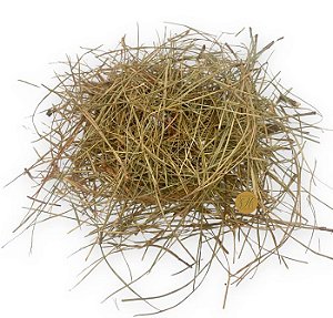 CHÁ DE AGULHA DE PINHEIRO (Pinus Pinaster)