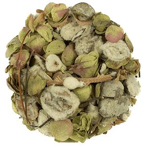 DÍCTAMO DE CRETA (Oreganum dictamnus L.)