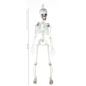 Esqueleto Caveira 7X16X90cm Hallowween Cromus Rizzo