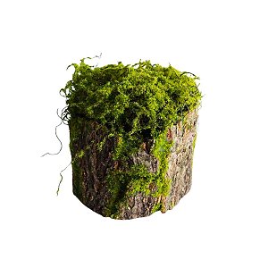 Tronco Decorativo Rústico Musgo M - 22 x17x17cm - 1 unidade - Cromus - Rizzo