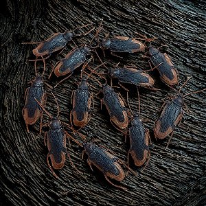 Enfeite Decorativo de Halloween - Barata - 4,5cm - 12 unidades - Rizzo