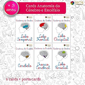 Cards Plastificados Anatomia do Cérebro e Encéfalo