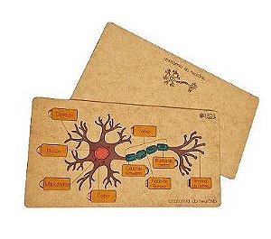 Kit Anatomia Cabeça + Anatomia Neurônio