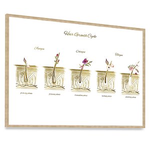 Quadro Decorativo Ciclo Crescimento do Cabelos Hair Estética Capilar Cabeleireira