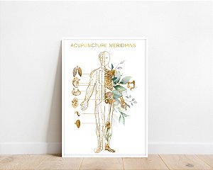 Quadro Decorativo Acupunturista Meridianos Acupuntura Medicina Chinesa