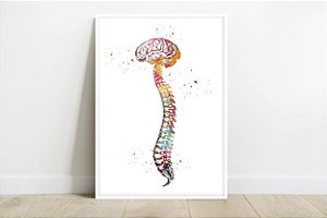 Quadro  Decorativo Cérebro Coluna Vertebral Medicina Fisioterapia