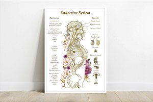 Quadro Decorativo Sistema Endócrino Endocrinologista Clínica Médica Anatomia