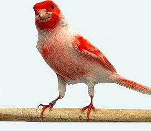 Canario Belga