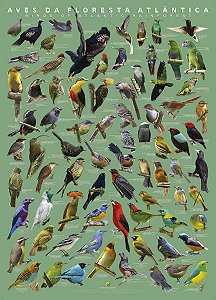 Poster Aves da Floresta Atlântica Volume 2 - NOVA EDIÇÃO!