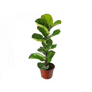 Ficus Lyrata Bambino - P15