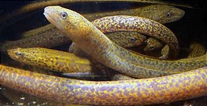 Mussum Cabo Vassoura Grande Para Pesca