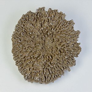 Coral Parede Marrom Grande XL-32 C