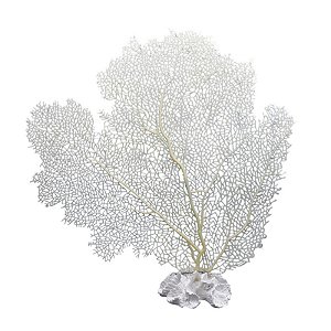 Coral Branco Base de Coral XO-98B