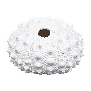 Ouriço Do Mar Com Furo TM-79