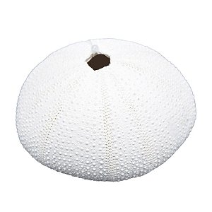 Ouriço Do Mar Com Furo TM-80