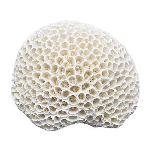 Coral Em Resina Cerebro 16X13 TN-03