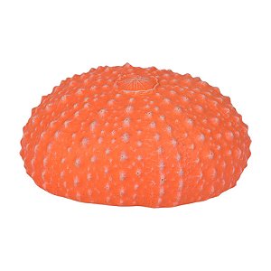 Coral Ouriço Do Mar Vermelho TM-78C