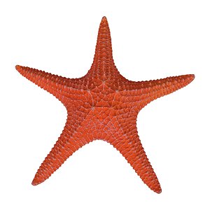Estrela Do Mar Com Textura Vermelho TM-93C