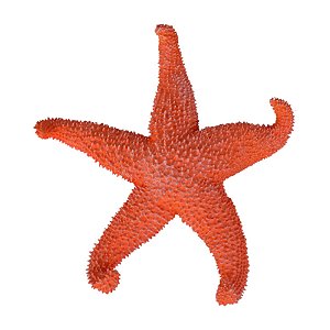 Estrela Do Mar Pontas Curvadas Vermelho TM-96C