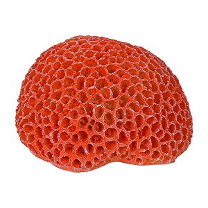 Coral Em Resina Cerebro 16X13 Vermelho 1 TN-03C