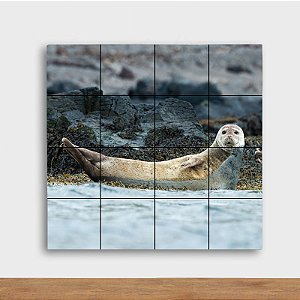 Painel Decorativo Foca - Quadrado