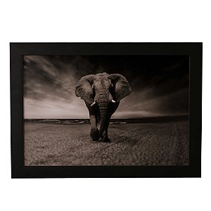 Quadro Decorativo Elefante