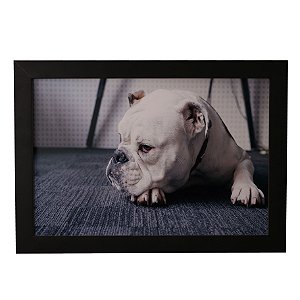 Quadro Decorativo Cachorro Deitado