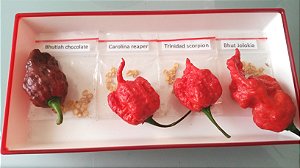 Mudas das 4 pimentas mais ardidas do mundo, Bhutlah Chocolate, Carolina Reaper, Trinidad Scropion, Bhut Jolokia.