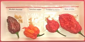 Kit das 4 pimentas mais ardidas do mundo