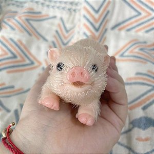 Porquinho Reborn Leitão - Silicone Sólido