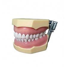 Manequim Odontológico para dentística - Modelo com suporte metálico -Acompanha chave