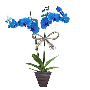 Orquídea Azul com 02 Hástes no Vaso de Madeira