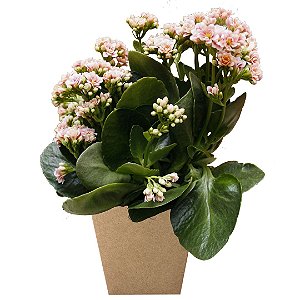 Kalanchoe Plantado no Cachepot de Papelão