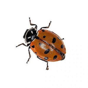 Biodefensivo Joaninhas REFIL Vivas Hippodamia convergens Vermelha - Defensivo Orgânico Natural Ecológico