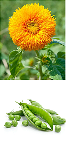 Kit de Sementes Flores que Atraem Insetos Benéficos e Repele Daninhos