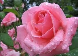 Rosas