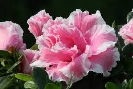 Azaleias 1