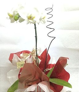 Orquídeas Phaleanopsis
