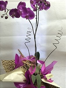 Orquídeas Phaleanopsis 2 Galhos