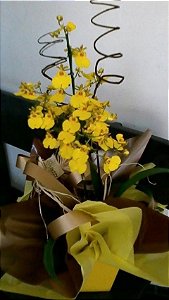Orquídeas Chuva de Ouro