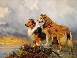 Dois Collies Acima de um Lago - Wright Barker