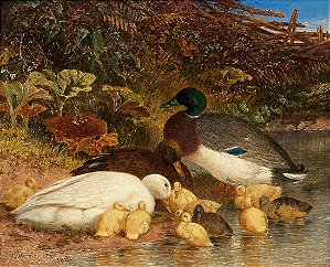 Patos e patinhos junto a um lago - John Frederick Herring Sr
