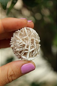 Rosa do Deserto - Mini Bruta