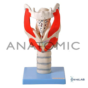 Laringe Funcional Ampliada, mod.: TZJ-0314-F (Anatomic)