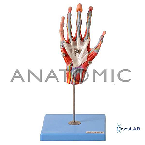 Mão Muscular com Principais Vasos e Nervos, em 5 Partes, mod.: TZJ-0330-M (Anatomic)