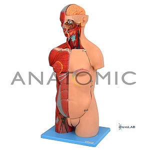 Torso Luxo 85cm, Bissexual, com Coluna Exposta, em 32 partes, mod.: TZJ-4040-A (Anatomic)